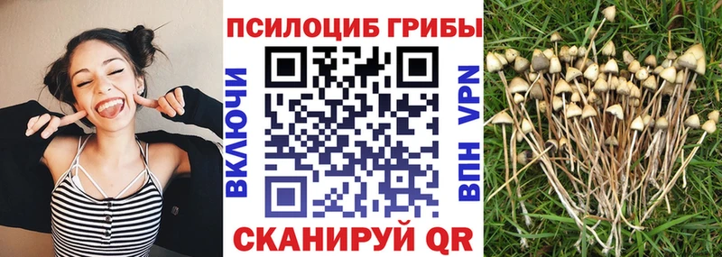 цены   Карпинск  Псилоцибиновые грибы GOLDEN TEACHER 